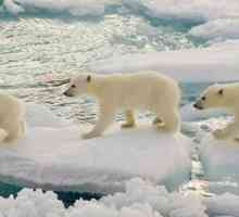 În ce zonă naturală locuiește ursul polar și pe ce continente?