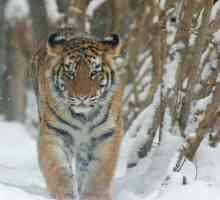 În ce zonă naturală trăiește astăzi tigrul de pe planetă