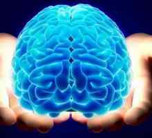 În căutarea unui răspuns: cât de mult cântărește creierul uman?