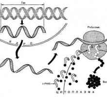 În procesul de sinteză a proteinelor, ce structuri și molecule sunt direct implicate?