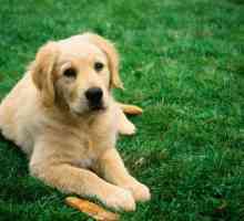 Vaccinul împotriva rabiei pentru câini: nume, instrucțiuni, data expirării