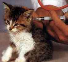 Vaccinarea unei pisici prin toate regulile