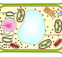 Vacuol: structura și funcția organelurilor în celulele vegetale și animale