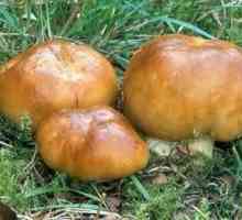 Valui este o ciupercă, numită popular "taur"