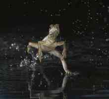 Basilisk: o șopârlă care umblă pe apă