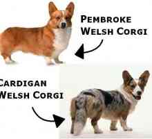 Welsh corgi cardigan și pembroke: diferențe și comparații, caracter și fapte interesante