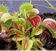 Venus flytrapper: caracteristici de îngrijire la domiciliu și flori
