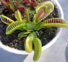 Venus flytrapper acasă