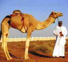 Camel: cartea de vis a lui Miller, cartea visurilor musulmane. Despre ce viseaza camilele?