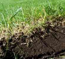 Suprafața solului: caracteristici