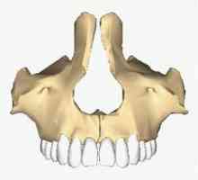 Maxilar maxilar: structură, funcție, posibile deteriorări