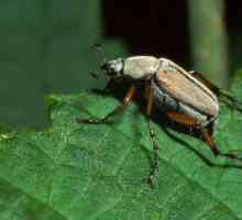Un prieten de primăvară este un gândac în mai. Câte picioare are gândacul și pentru ce sunt…