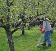 Pansamente de primăvară de pomi fructiferi. Cum se face fertilizarea pomilor fructiferi