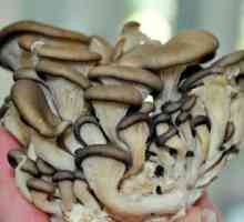 Ciupercile de stridii: bune și rele. Cum să pregătiți stridiile murate