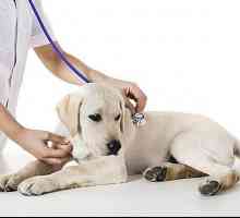 Clinica veterinară din Khabarovsk - ajutor non-stop pentru animalele de companie