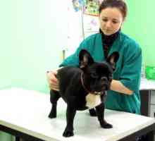 Clinica veterinară în Vladimir: istoria fundației, medici, servicii