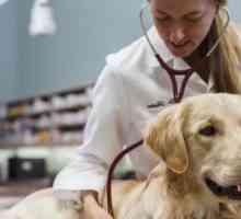 Clinici veterinare în Arkhangelsk: lista, adresele, serviciile
