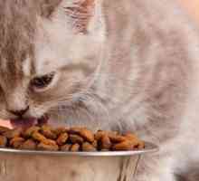 Ветеринарный корм для кошек: как выбирать?