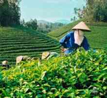 Ceai vietnamez: descriere și recenzii