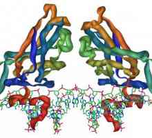 Tipuri de proteine, funcțiile și structura lor