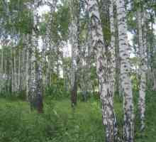 Tipuri de birches în Rusia: descriere, fotografie