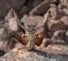 Tipuri de mantis: descriere, nume, caracteristici și fapte interesante