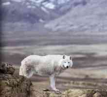 Tipuri și subspecii de lupi. Tundra lup: descriere, caracteristici și habitat