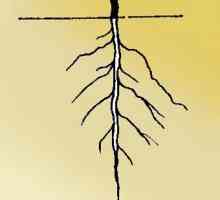 Tipuri de rădăcini și sisteme radiculare. Tipuri și tipuri de rădăcini