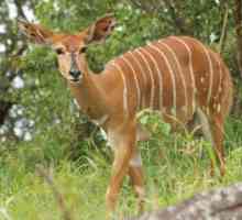 Antelope: descrierea speciilor
