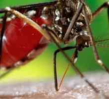 Virusul dengue. Febra dengue: simptome, diagnostic, tratament și prevenire