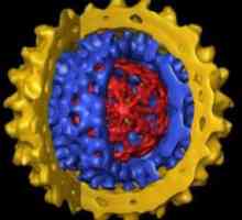 Virusul hepatitei B - ce este? Cum se trateaza hepatita B?