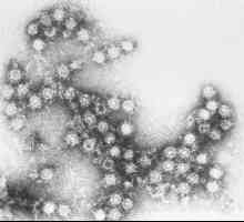 Virusul Coxsackie: perioada de incubație, simptome, tratament, consecințe