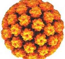 Virusul papilomului uman: simptome, moduri de infectare, diagnostic și tratament