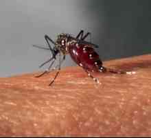 Virusul Zika din Rusia: simptome, moduri de transmitere, consecințe