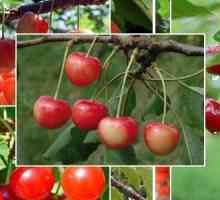 Cherry Baby: o descriere a soiului, caracteristici, cultivare