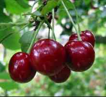 Cherry Ural ruby: poze, descrierea varietate, comentarii