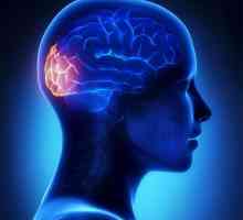 Porțiunea temporală a creierului: structura și funcția