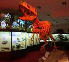 Muzeul paleontologic Vyatka: descriere, adresă și orar