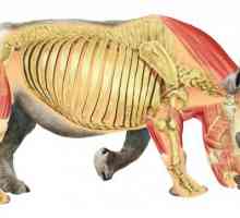 Structura internă a mamiferelor. Structura și funcția organelor interne ale unui mamifer