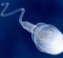 Câți ani apar sperma la băieți?