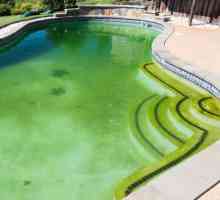 Apa din piscină sa transformat în verde, ce ar trebui să fac? Recomandări practice