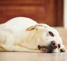 Dropsy la câini: simptome și tratament