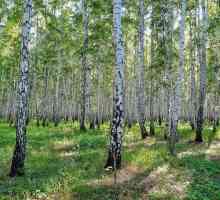 Resursele de apă și de pădure din Rusia. Utilizarea resurselor forestiere în Rusia