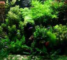 Alge pentru acvariu: specii și nume