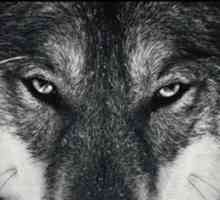 Lupii: tipuri de lupi, descriere, natură, habitat