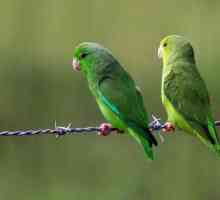 Passerine papagalii sunt pasari exotice minunate