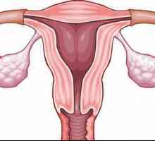 Inflamația canalului cervical: cauze, diagnostic, tratament