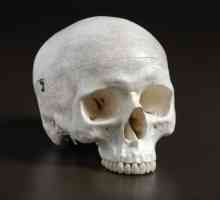 Elementele de vârstă ale craniului. Craniul copilului. Cusaturi ale craniului: anatomie