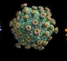 HPV de tipuri oncogenice: semne de bază, diagnostic, metode de tratament, pericol și prevenire