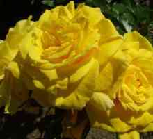 O concepție greșită: trandafiri galbeni - un simbol al tristeții?